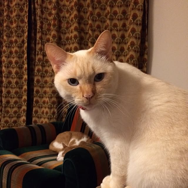 bobooooonさんの実例写真