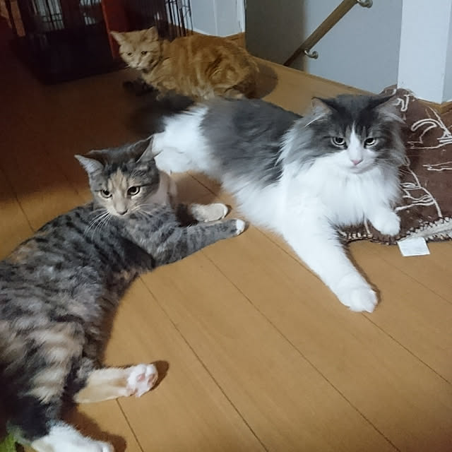 shinobuさんの実例写真