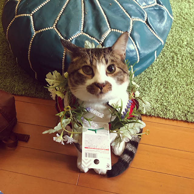 jijiさんの実例写真