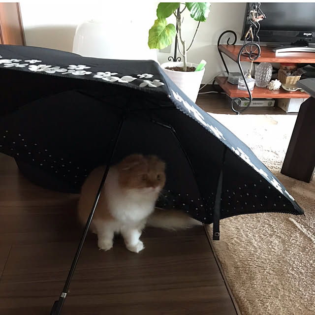 m.kantoh18_mikkoさんの実例写真