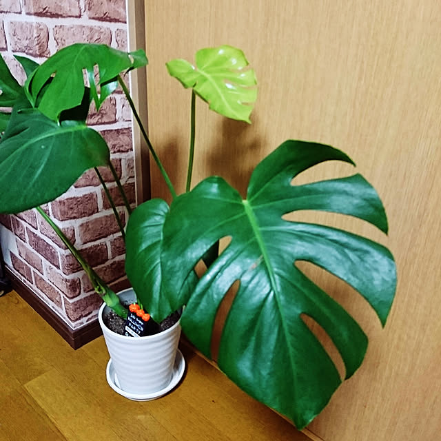 Yukaさんの実例写真