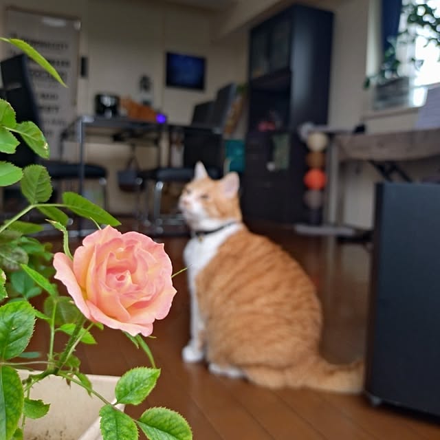 NOAHさんの部屋