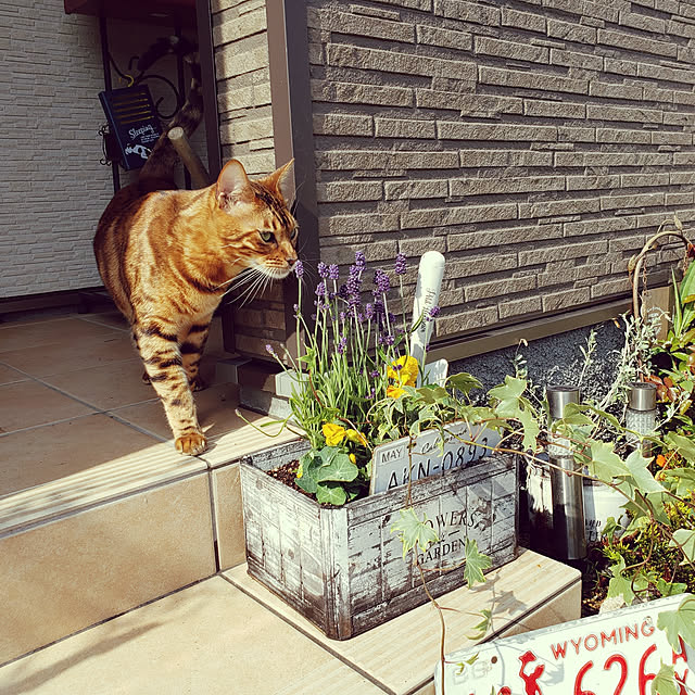 megu.catさんの実例写真