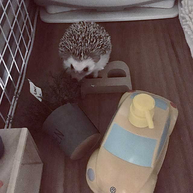 saokoさんの実例写真