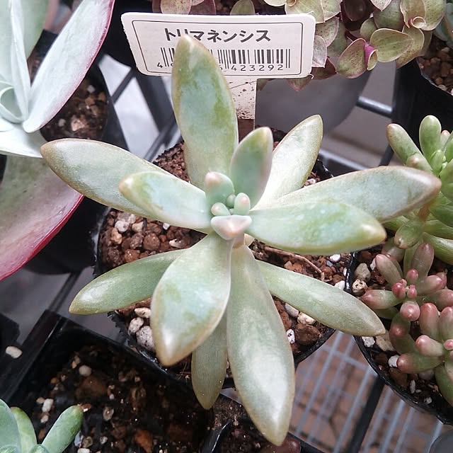 VERANDARJUNさんの実例写真