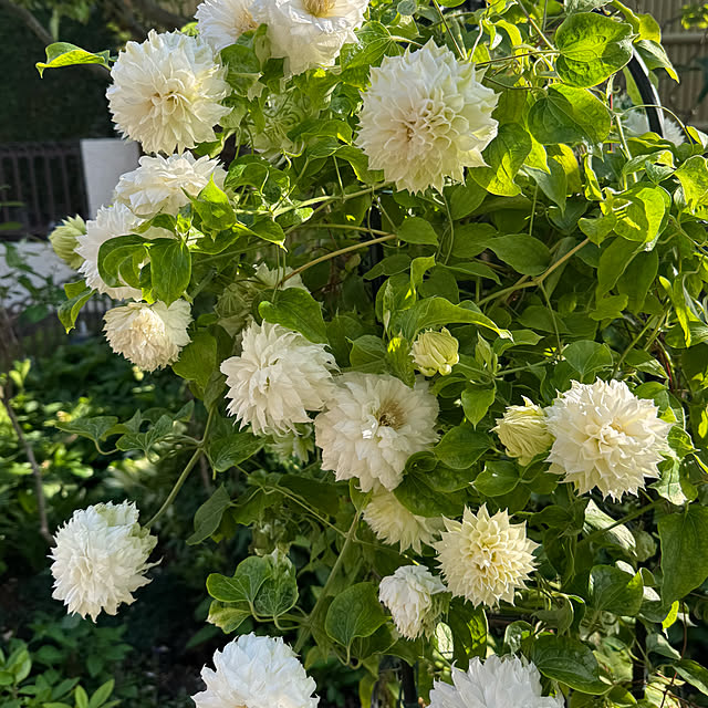 mamizaさんの部屋