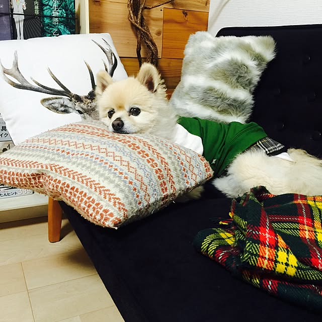 実例写真