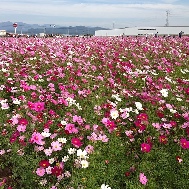 Kumikoさんの実例写真