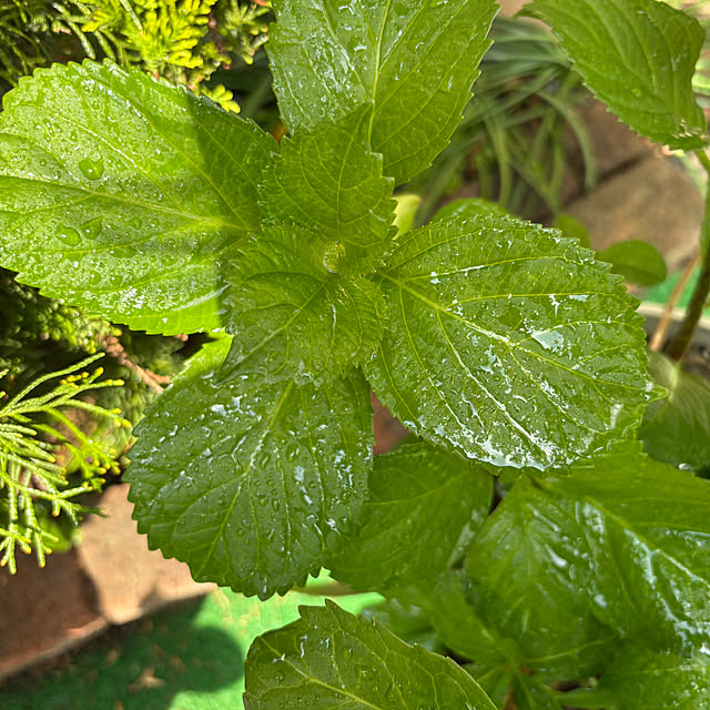 nannoさんの実例写真