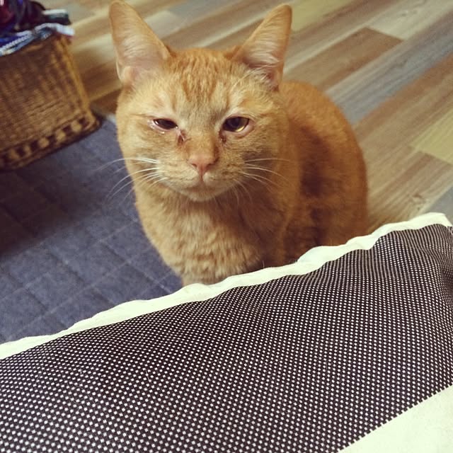 shiroinuさんの実例写真
