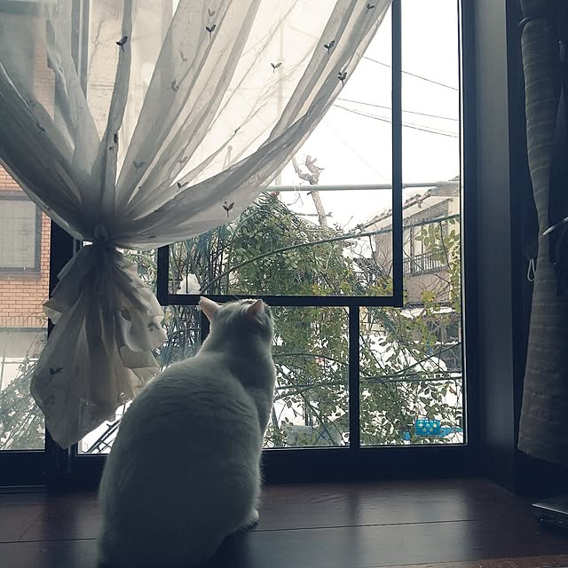 Mikaさんの実例写真