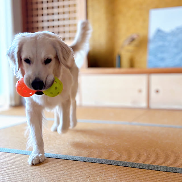 timtamさんの部屋