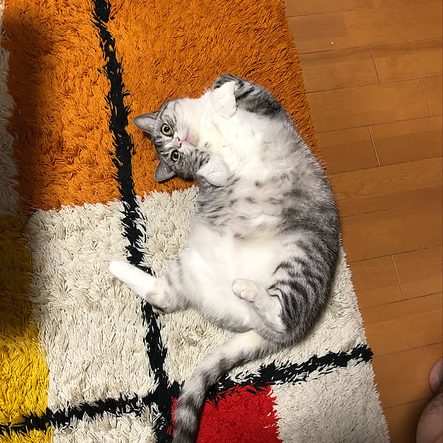 Shojiさんの実例写真