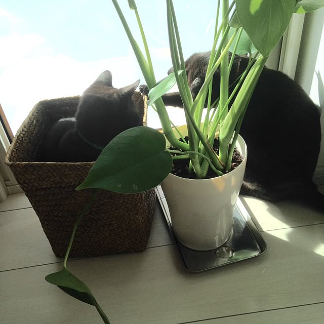 キッチン/猫/観葉植物のインテリア実例 - 2015-03-21 23:31:54