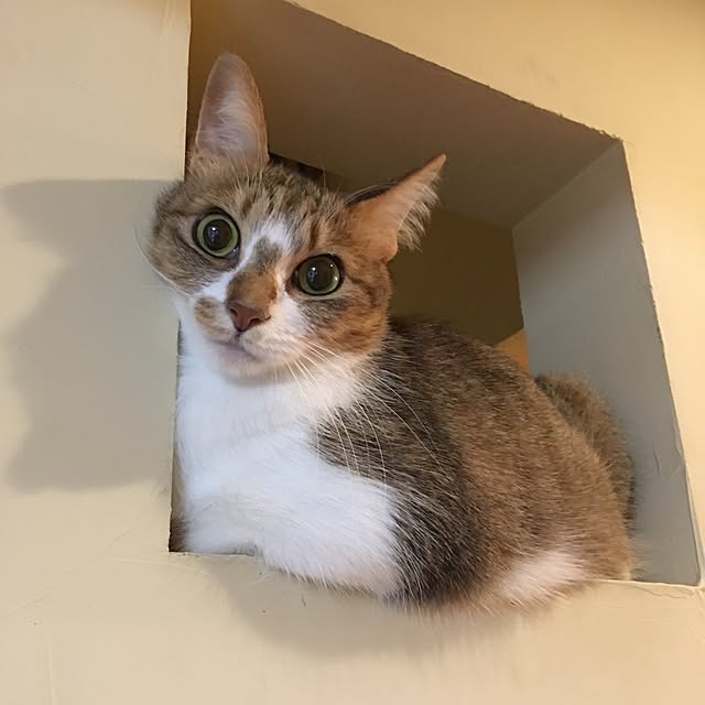 mojohandさんの実例写真
