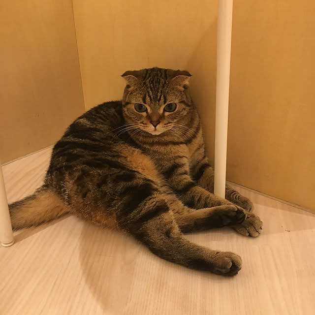 北欧/部屋全体のインテリア実例 - 2019-09-10 09:33:12