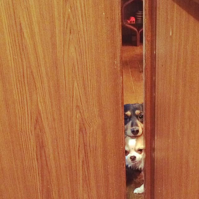 madoringoさんの実例写真