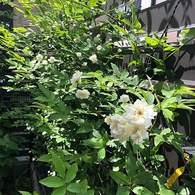 CoffeeHouseさんの部屋
