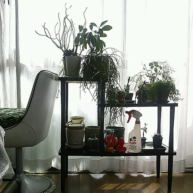 棚/一人暮らし/植物のインテリア実例 - 2016-02-22 19:46:23