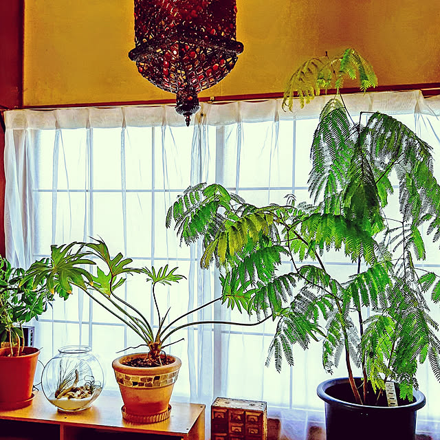 部屋全体/観葉植物のインテリア実例 - 2019-07-16 15:54:26
