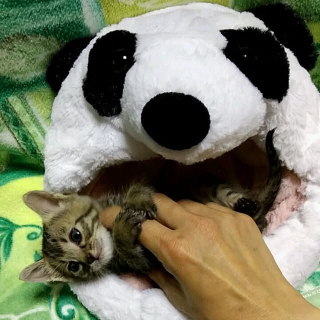 tantomeenさんの実例写真