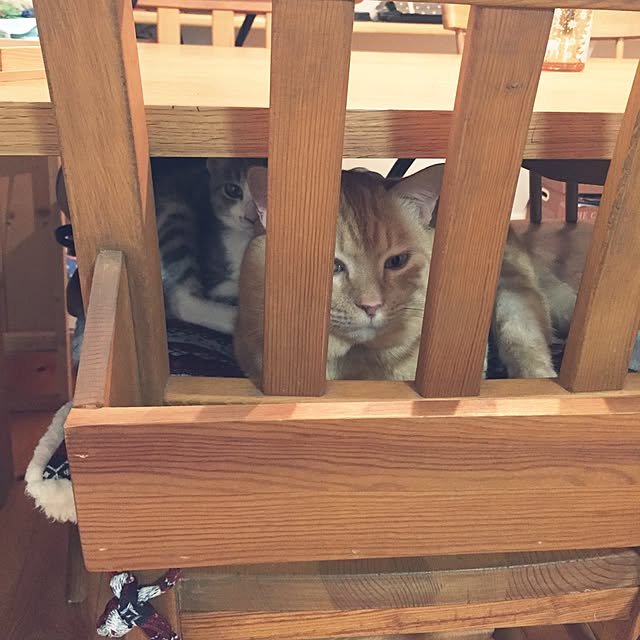chiimalさんの実例写真