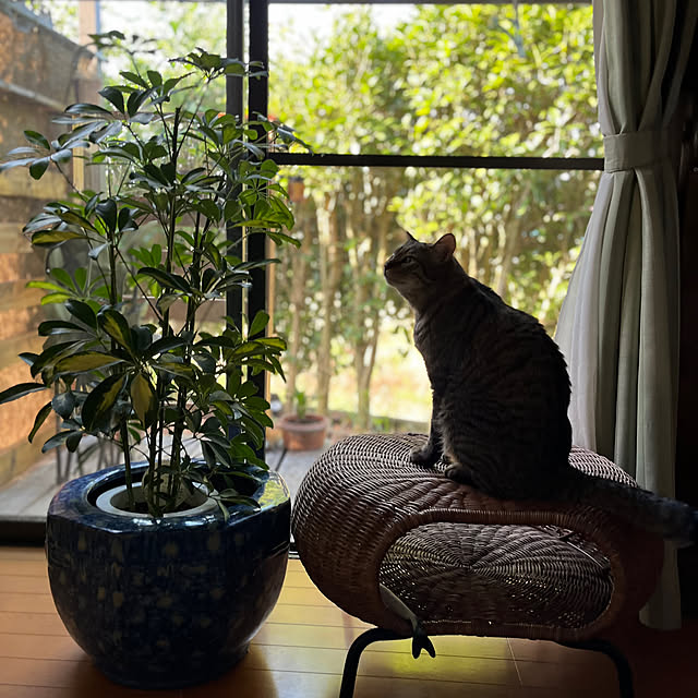 mikan161さんの実例写真
