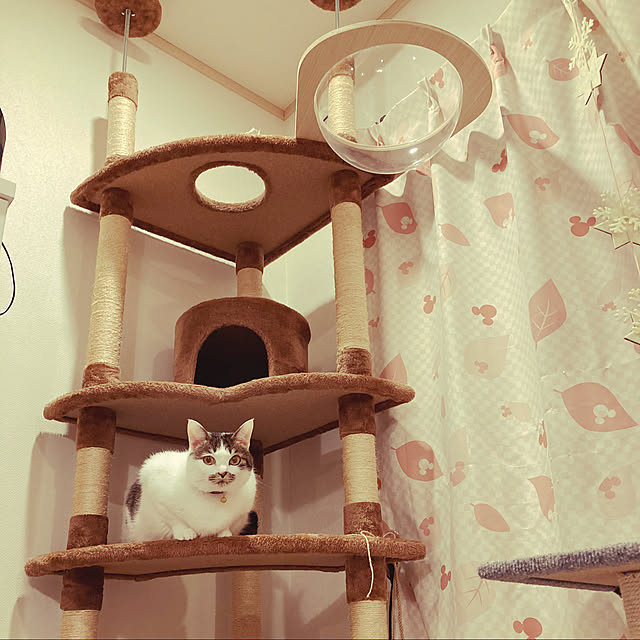 Gomaさんの実例写真