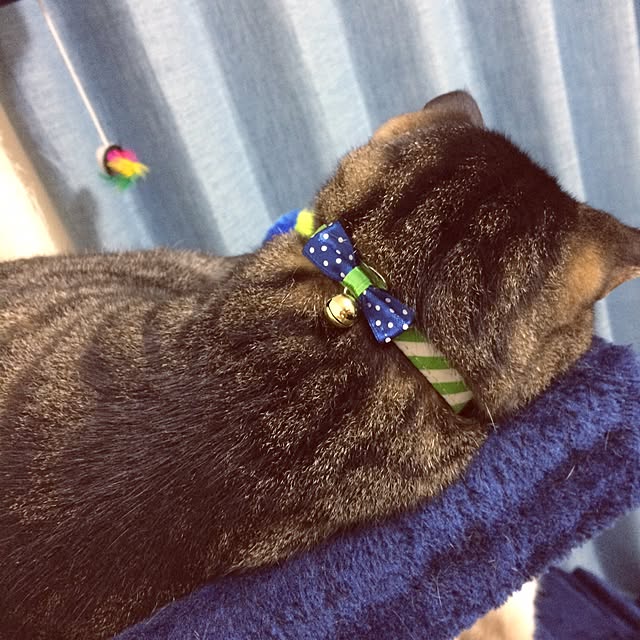 pippiさんの実例写真