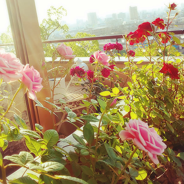 twinkle-butterfly38さんの実例写真