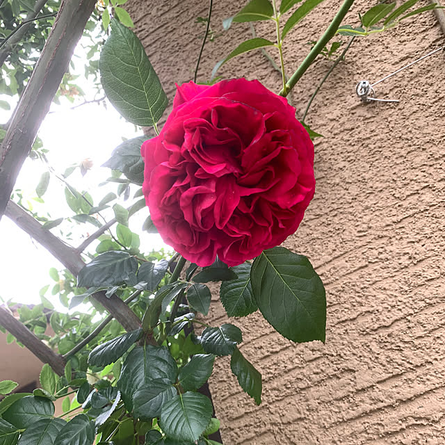 selina_yiyiさんの実例写真