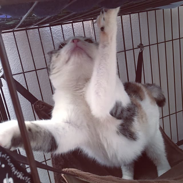 yokkochanさんの実例写真
