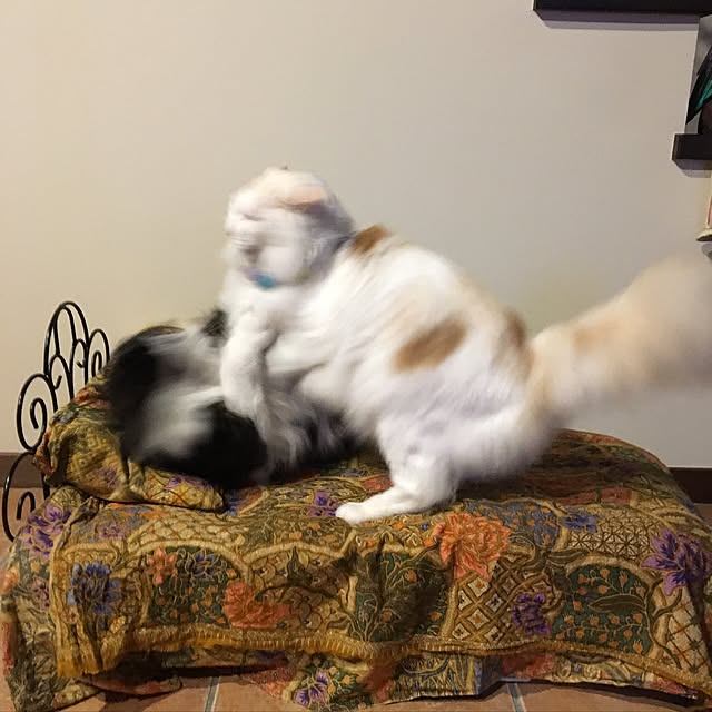 shigimiさんの実例写真