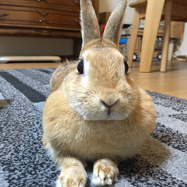 maroさんの実例写真