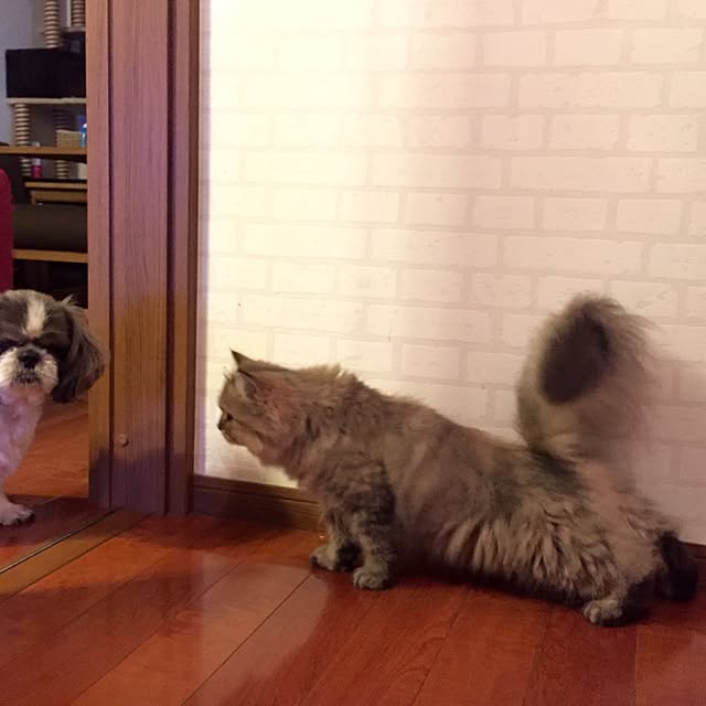 butachanさんの実例写真