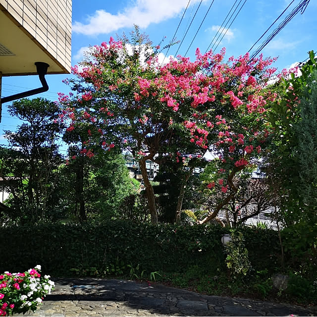 ku-garnet18さんの実例写真
