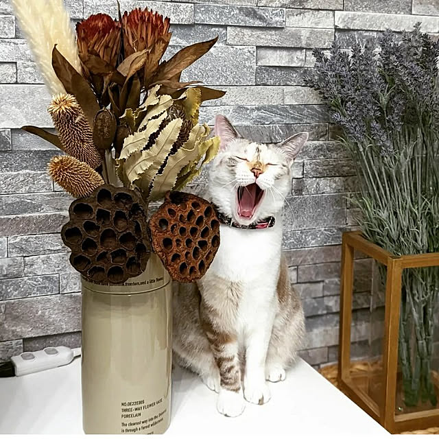 kohakuさんの実例写真