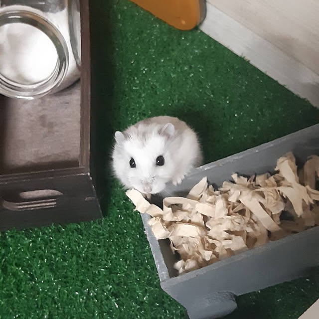 実例写真