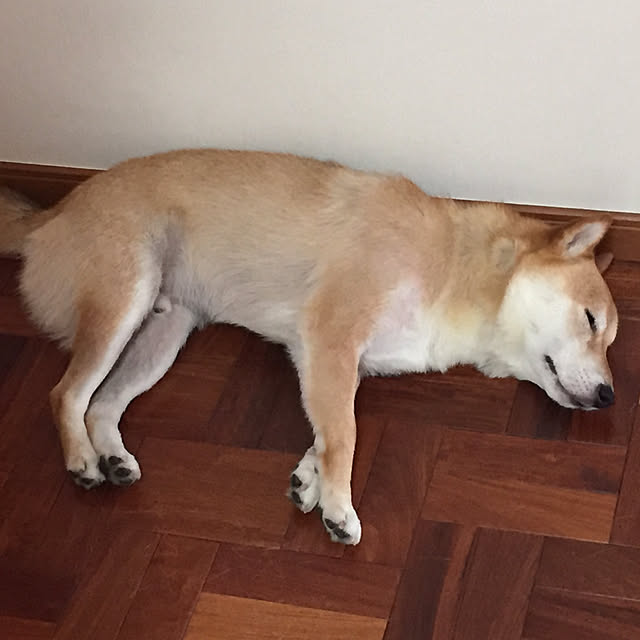 実例写真