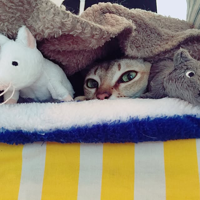 jaajjiさんの実例写真