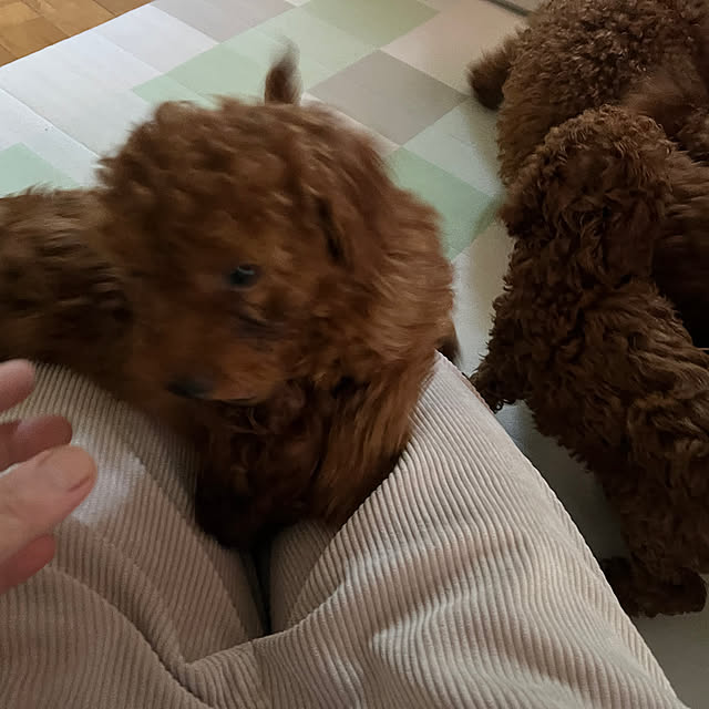 momoさんの実例写真