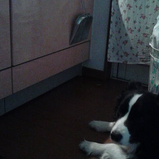 383junkさんの実例写真