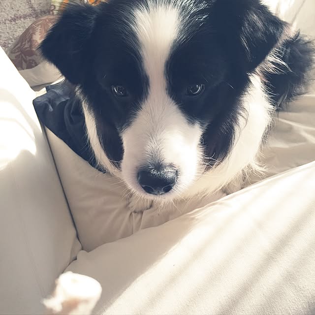 ronさんの実例写真