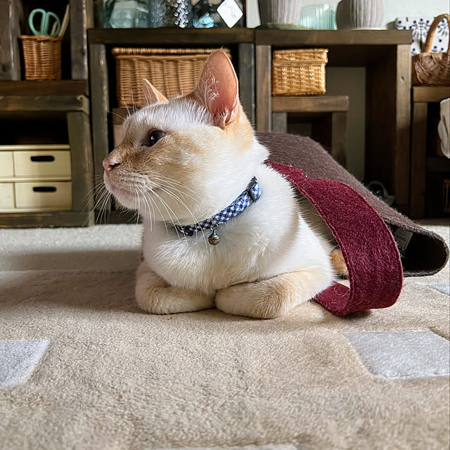 mohhaさんの実例写真