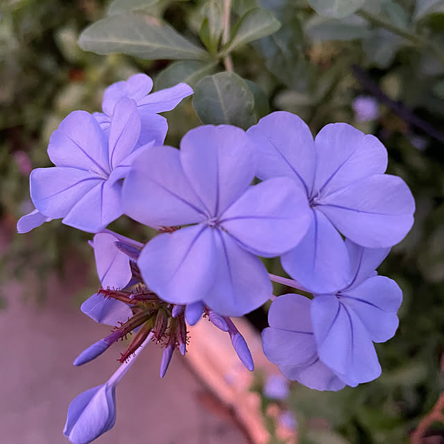 ronronさんの部屋