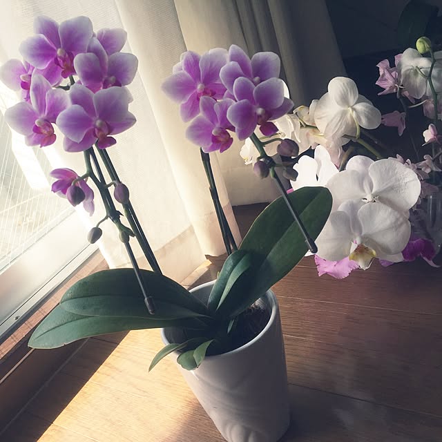 aimer_amuさんの実例写真