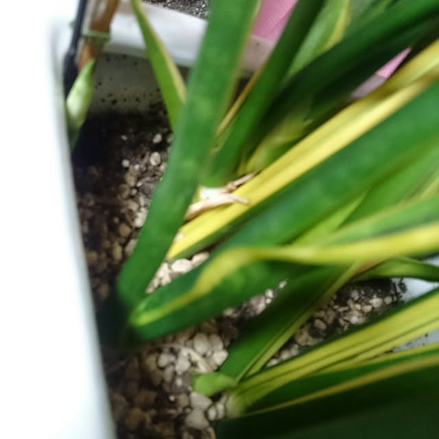 putih0328さんの実例写真
