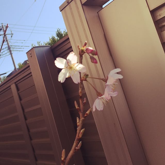 meijinjiangさんの実例写真