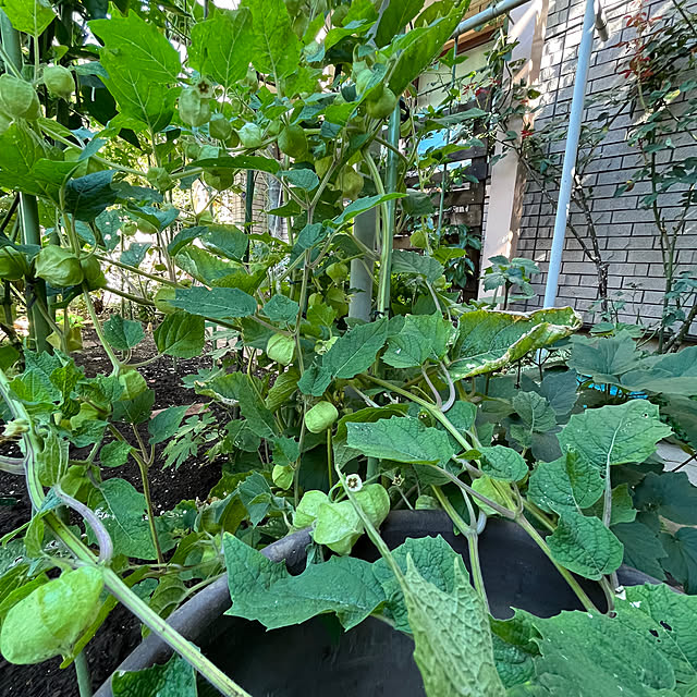 botanさんの部屋