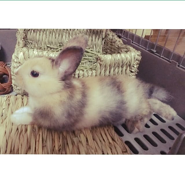 mocaさんの実例写真